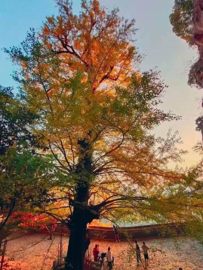 邀您一起“趣”登山 “杏”会大慈岩！AG真人国际游戏跟着赛事游建德！本周(图2)